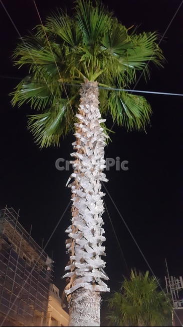 야자수,나무,야자수나무,제주도,밤,자연,wood,plants,trees