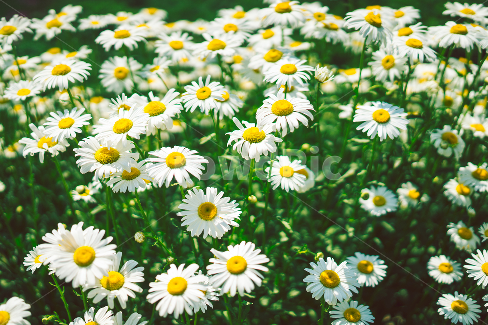 자연,봄,꽃,봄꽃,감성,식물,자연,plants,nature,꽃,flower,감성,sensible,feeling