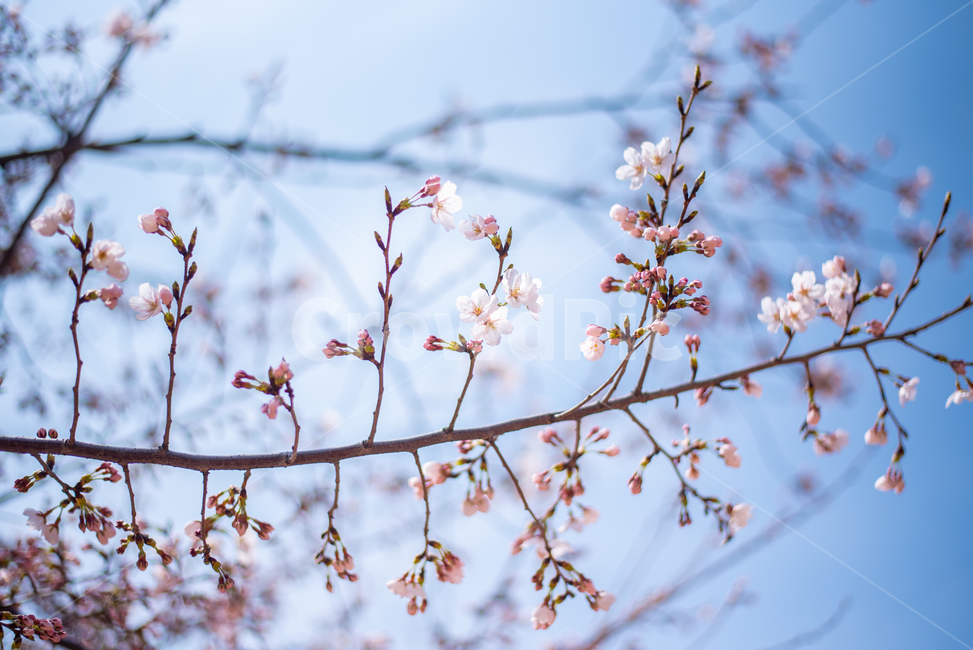 데이트,산책,봄,꽃,벚꽃,식물,자연,plants,nature,꽃,flower