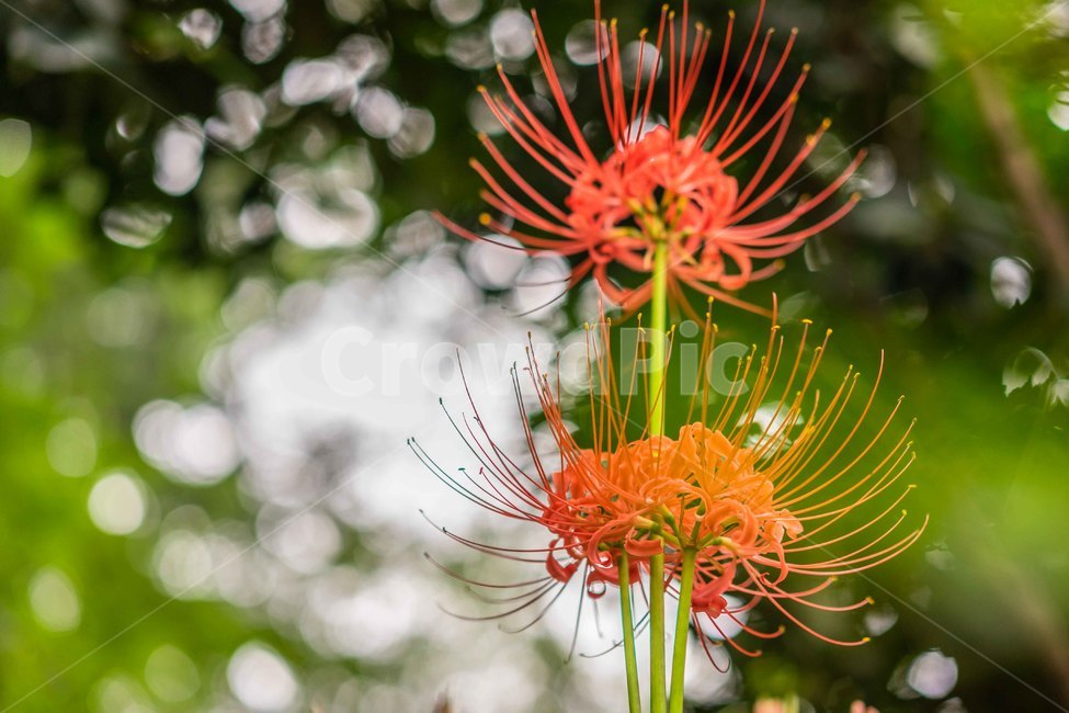 꽃무릇,상사화,가을꽃,꽃,식물,빨간꽃,가을,식물,자연,plants,nature,꽃,flower