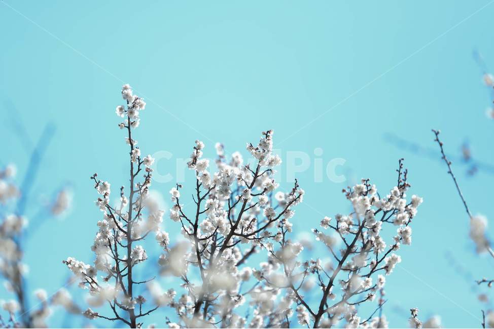 plant,식물,flower,blossom,spring,봄,twig,나뭇가지
