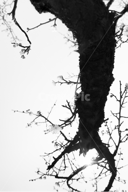 매화,고매화,선,매화꽃,꽃,식물,자연,plants,nature,꽃,flower,나무,trees,wood,실루엣,그림자,silhouette,shadow,흑백,모노톤,monochrome,black and white,누끼,remove background