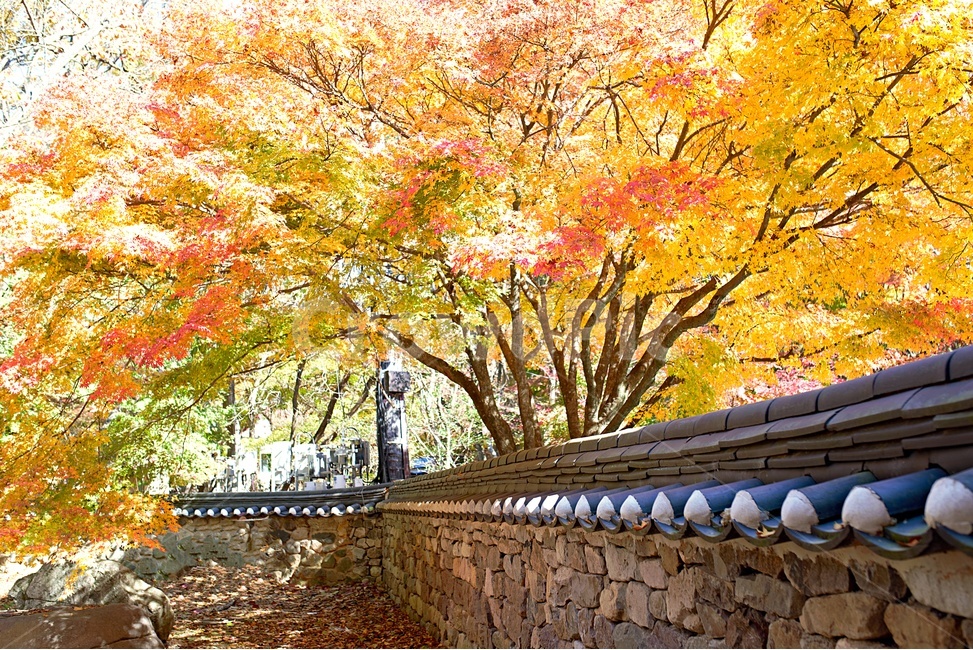 내장산,내장사,단풍,내장사단풍나무,가을내장산,전라북도정읍,가을,계절,fall,autumn,season,한국전통,한국문화,korean traditional,korean culture,건축물,건물외관,exterior,building,structure,architecture,construction,tree,나무,plant,식물,maple
