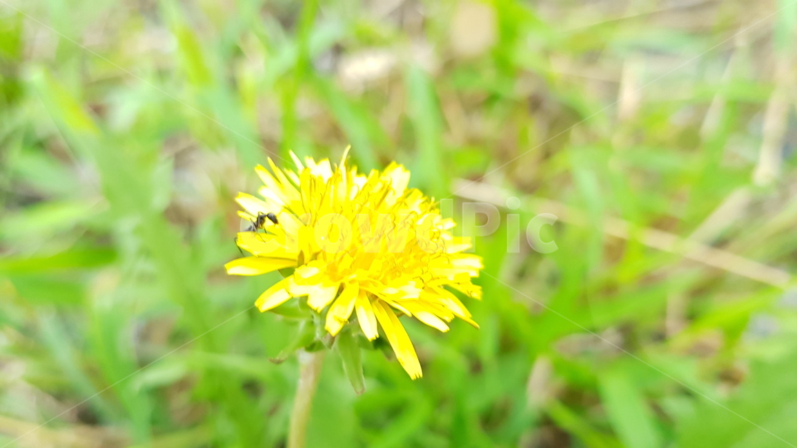 plant,식물,blossom,꽃,flower,개미,노랑,노란색,yellow,식물,자연,plants,nature,꽃,flower