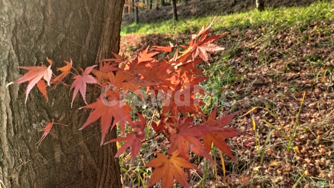 가을단풍,애기단풍,가을,엽록소,leaf,잎,plant,식물,tree,나무,가을,계절,fall,autumn,season,식물,자연,plants,nature,나무,trees,wood