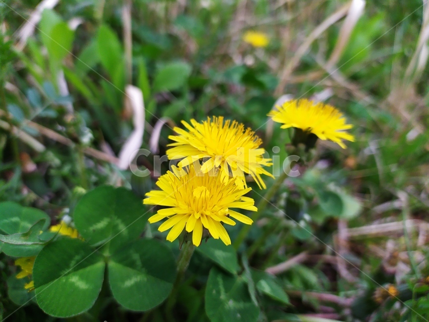 들꽃,꽃,봄꽃,민들레,민들레꽃,식물,자연,plants,nature,꽃,flower