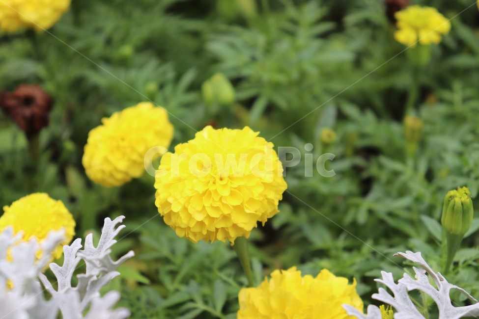 꽃,천수국,노란꽃,아프리칸메리골드,flower,자연,식물,봄꽃,여름꽃