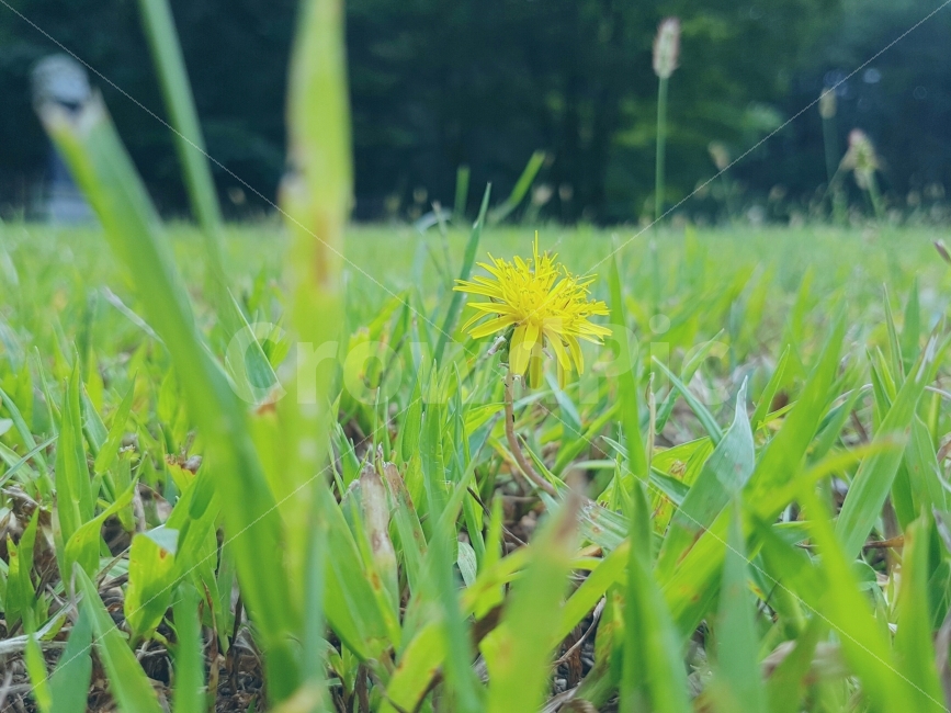 민들레,초원,잔디,사찰,땅,일상,오후,노랑,색감,dandelion,pasture,grass,Temple,ground,Afternoon,daily,yellow,color,View,식물,자연,plants,nature,꽃,flower