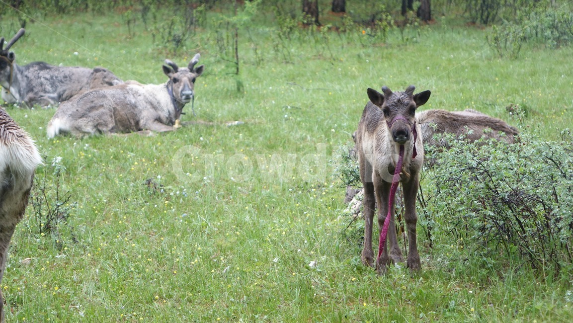 reindeer,forest,grass,숲,순록,animal,tree,나무,green,초록,몽골,초원