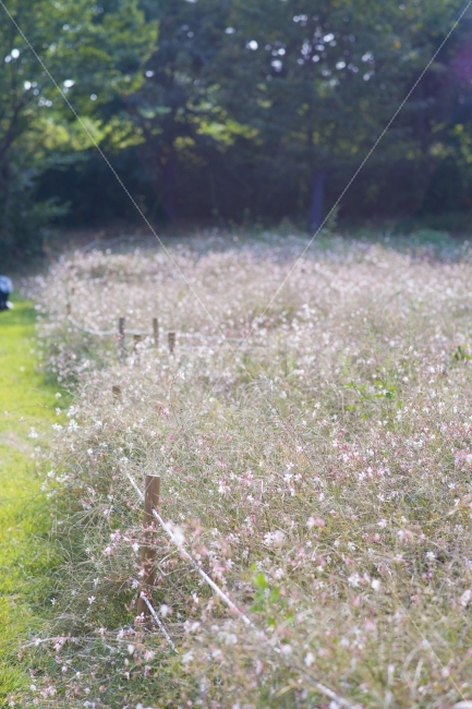 꽃,봄,따뜻,꽃길,올림픽공원,자연,풍경,nature,landscape,봄,계절,spring,season
