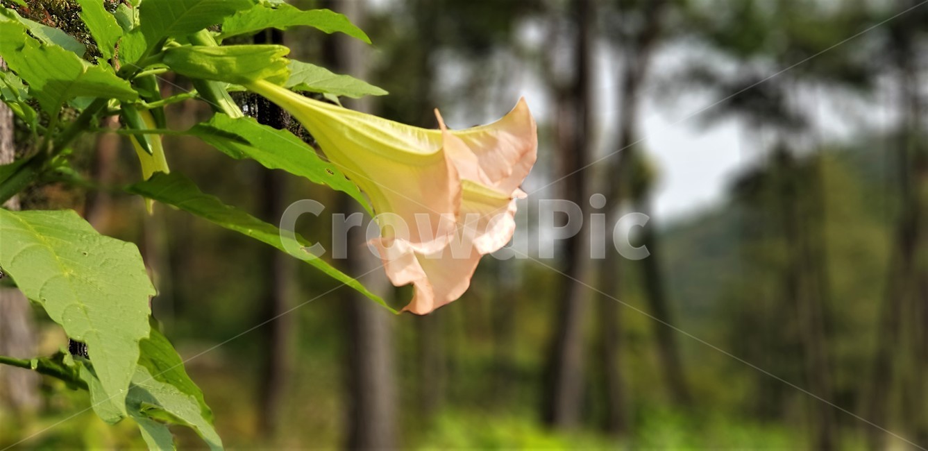 꽃,천사의나팔,자연,식물,풍경,자연풍경,green,nature,초록색,flower,pink,trees,나무,식물,자연,plants,nature,꽃,flower
