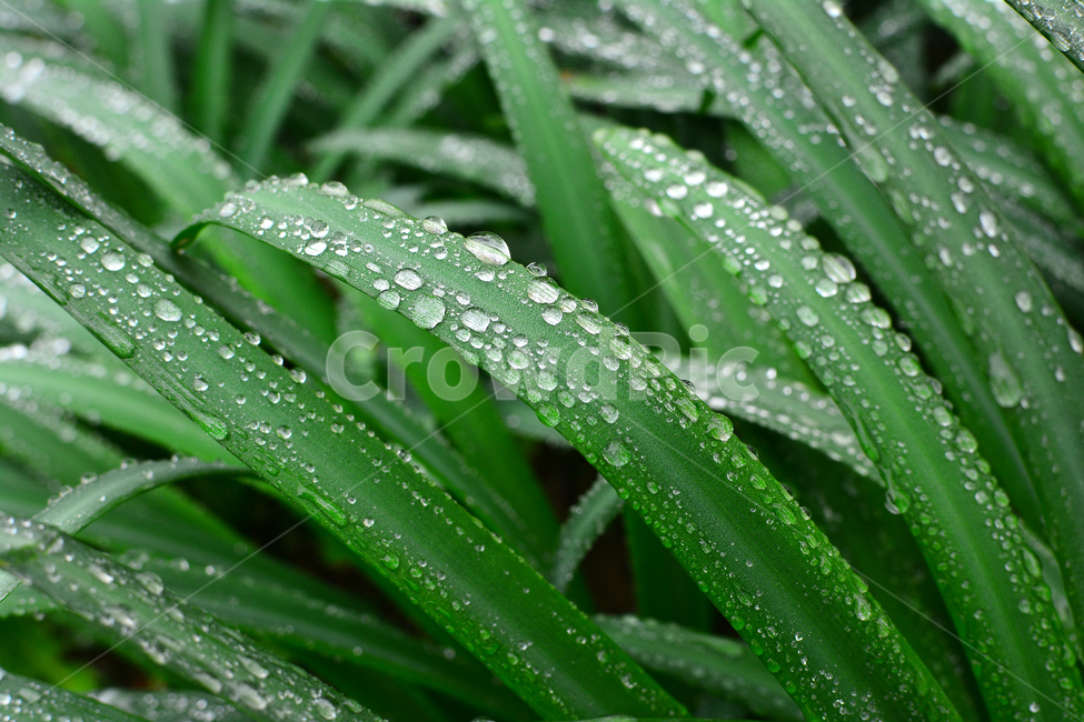 이슬,물방울,풀잎이슬,투명,빗방울,봄비,dew,water,맺히다,방울방울,plant,green,초록,싱그러운,신선한,맑은,아침이슬,해맑은,빗물,초본,영롱한,접사,마크로,클로즈업,fresh,clean,clear,natural,자연,식물,자연,plants,nature