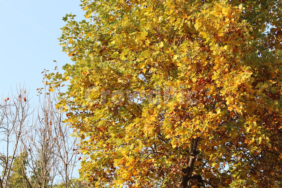 tree,나무,plant,식물,maple,단풍,가을,계절,fall,autumn,season