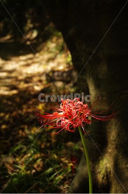 꽃무릇,무릇,빛,식물,flower,식물,자연,plants,nature,꽃,flower
