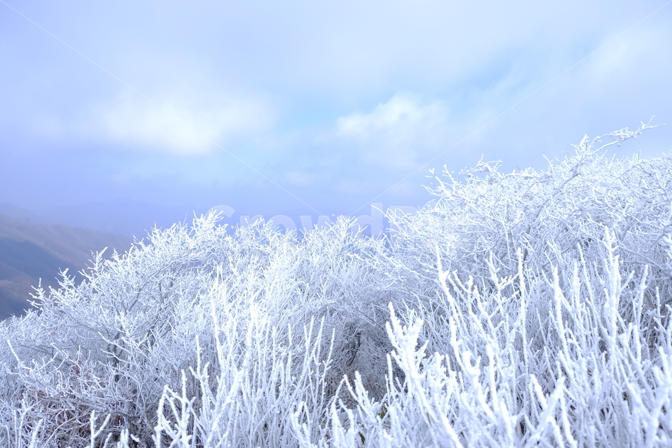 상고대,눈꽃,눈,겨울산,겨울눈꽃,겨울,계절,winter,season,자연,풍경,nature,landscape