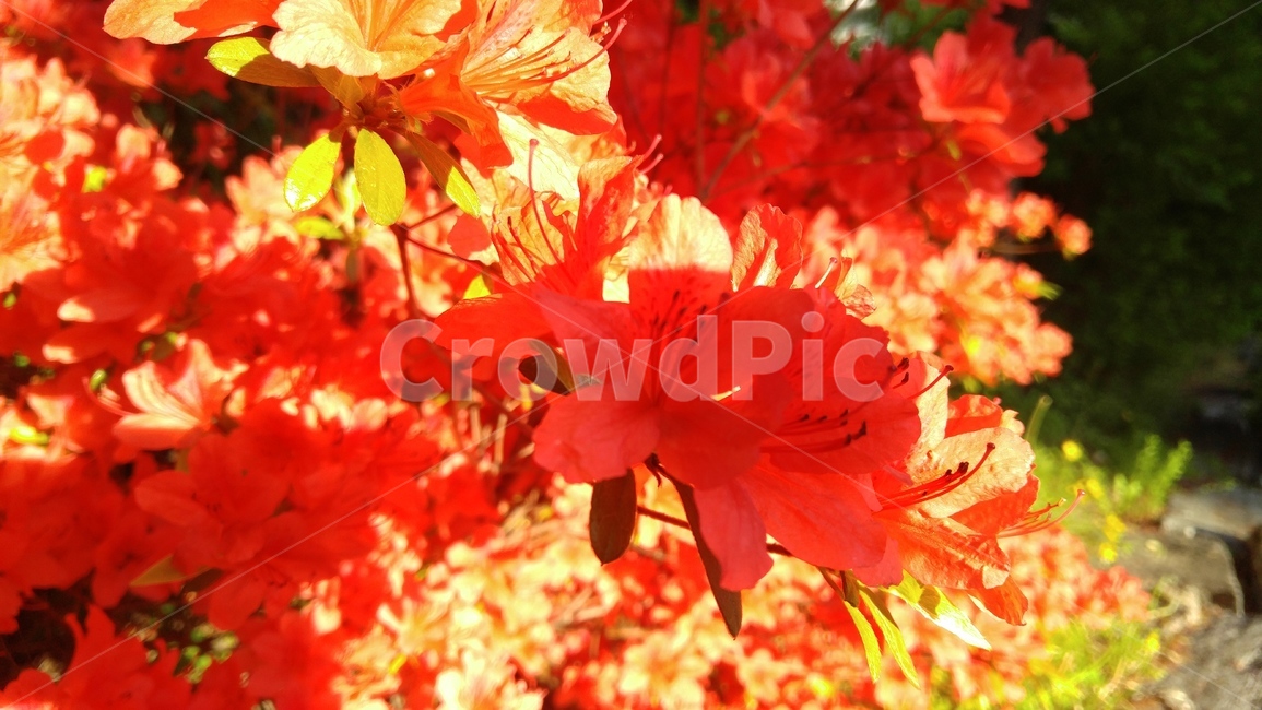 철쭉,붉은철쭉,홍철쭉,꽃,붉은색,붉은,레드,식물,royalazalea,redazalea,flower,red,plant,nature,floral,petal