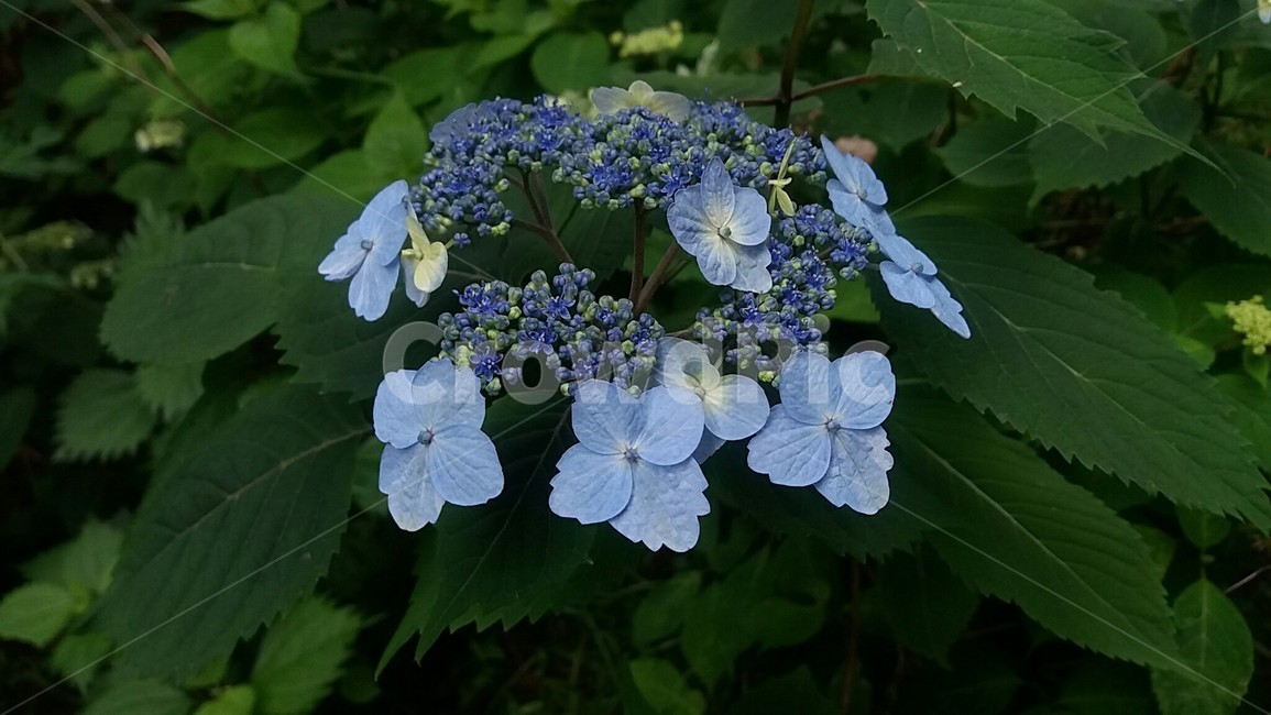 산수국,산책길,수국,숲길,산수국꽃,수국꽃