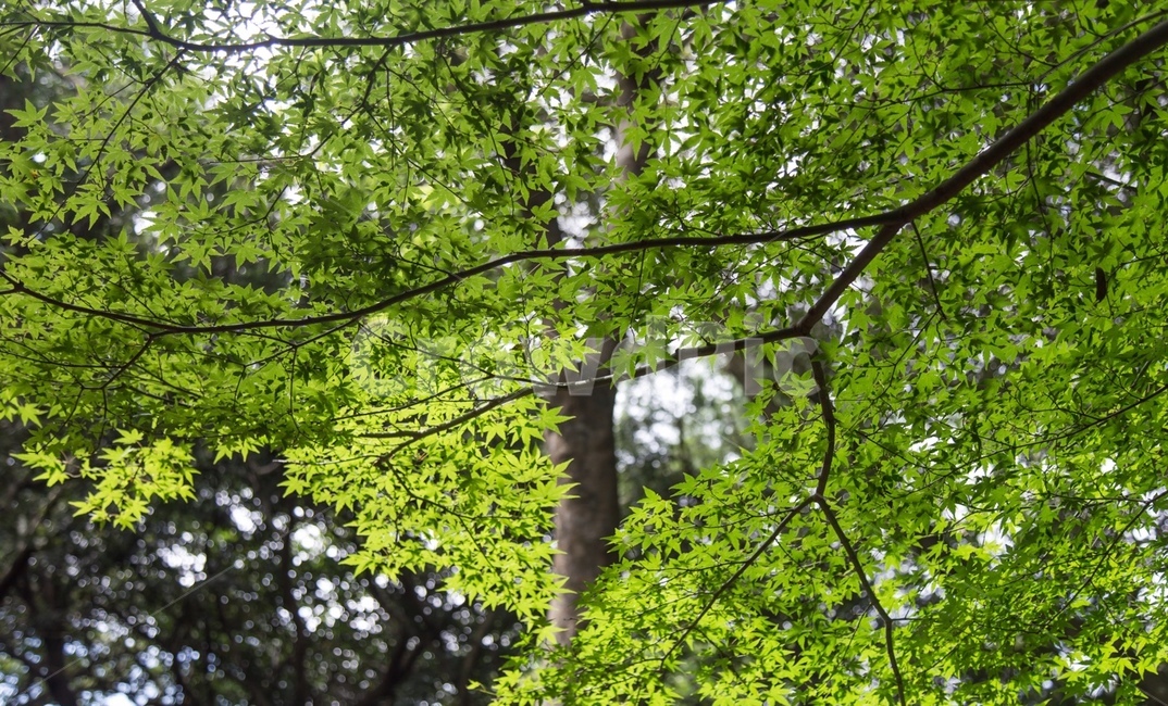 배경,나무,풀,낙엽,단풍,자연,풍경,nature,landscape,tree,plant,식물,tree trunk,나무 줄기,leaf,잎