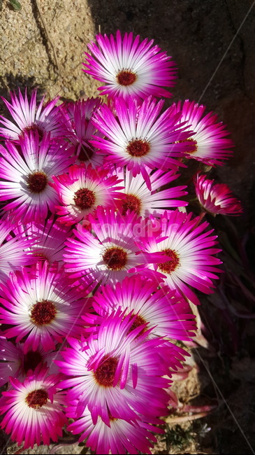 예쁜꽃,원예,시골,자연,flower,들꽃,꽃,plant