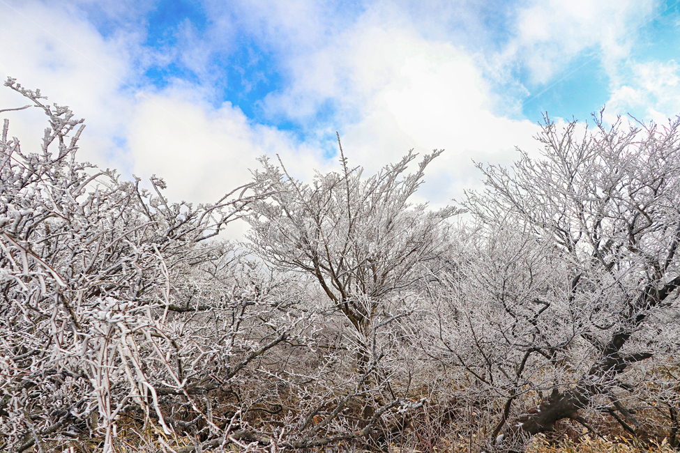 제주도,한라산,1100고지,한라산1100고지,설경,눈꽃,눈,snow,자연,옥외,outdoors,nature