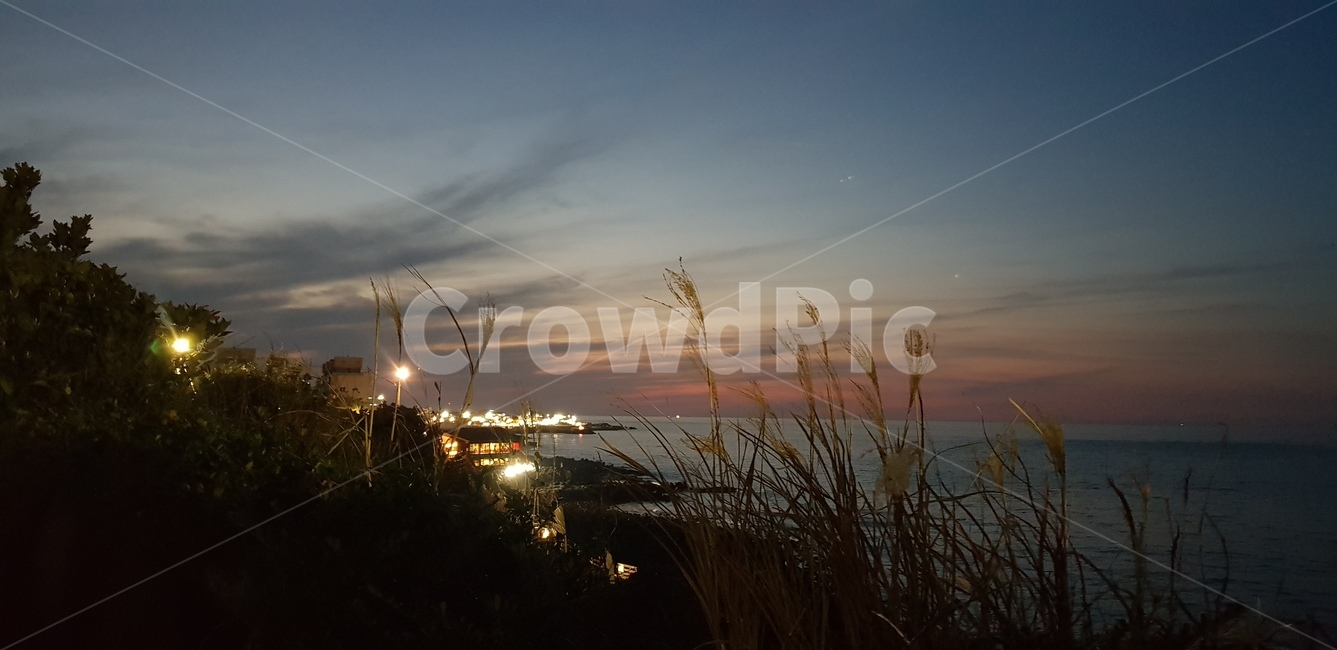 바다,저녁,노을,제주,밤바다,용담사,갈대,자연,풍경,nature,landscape,grass,잔디,plant,식물,outdoors,옥외