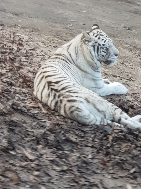 호랑이,tiger,동물,animal,mammal,wildlife,야생동물,동물,animal,포유류,mammal