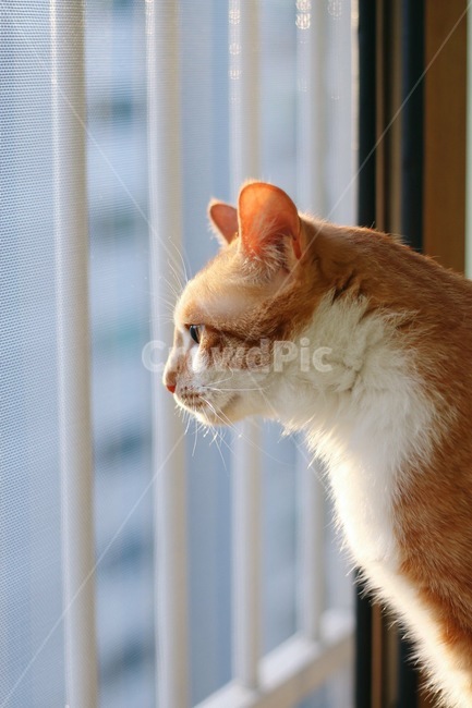 베란다,노란,고양이,햇살,관찰,동물,animal,포유류,mammal,고양이,cat,kitten,kitty