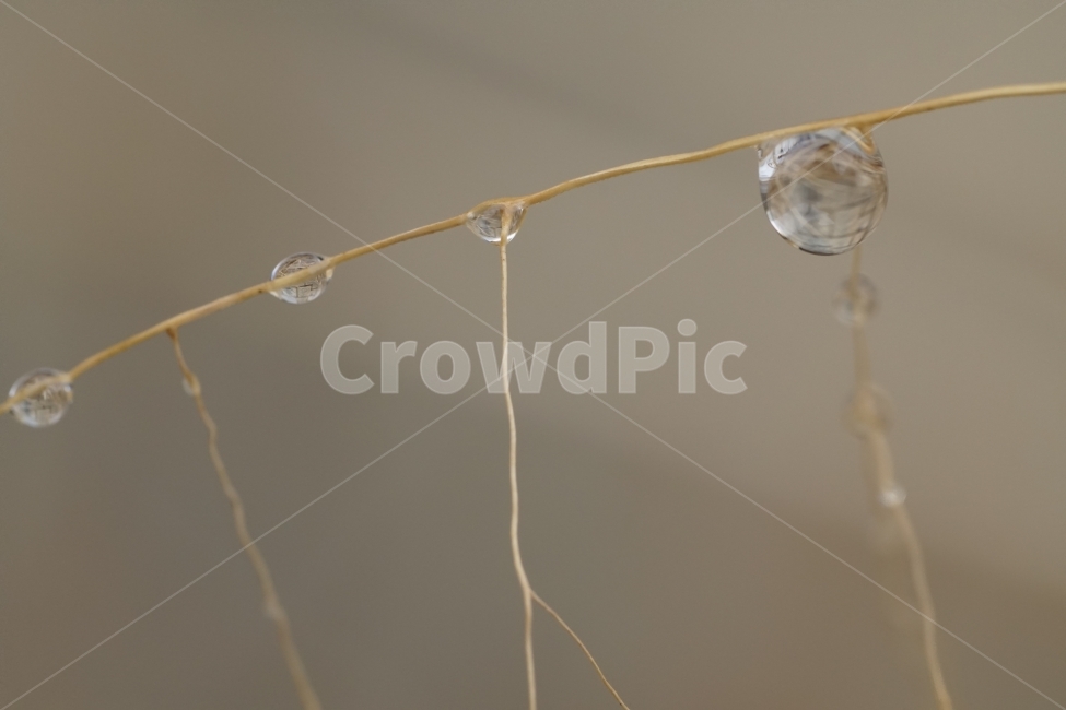 겨울,winter,season,계절,2월,February,물방울,이슬,waterdrop,dropofwater,식물,plants,자연,nature,접사,마크로,클로즈업,macro,closeup,landscape,풍경,snap,스냅,풀,잡초,추운,추위,춥다,눈이녹은,눈이녹다,얼음이녹음,얼음이녹은,얼음이녹다,눈녹음,cold,한국자연,투명,투명한,투명하다,맑은,맑다,구슬,유리,식물,자연,plants,nature