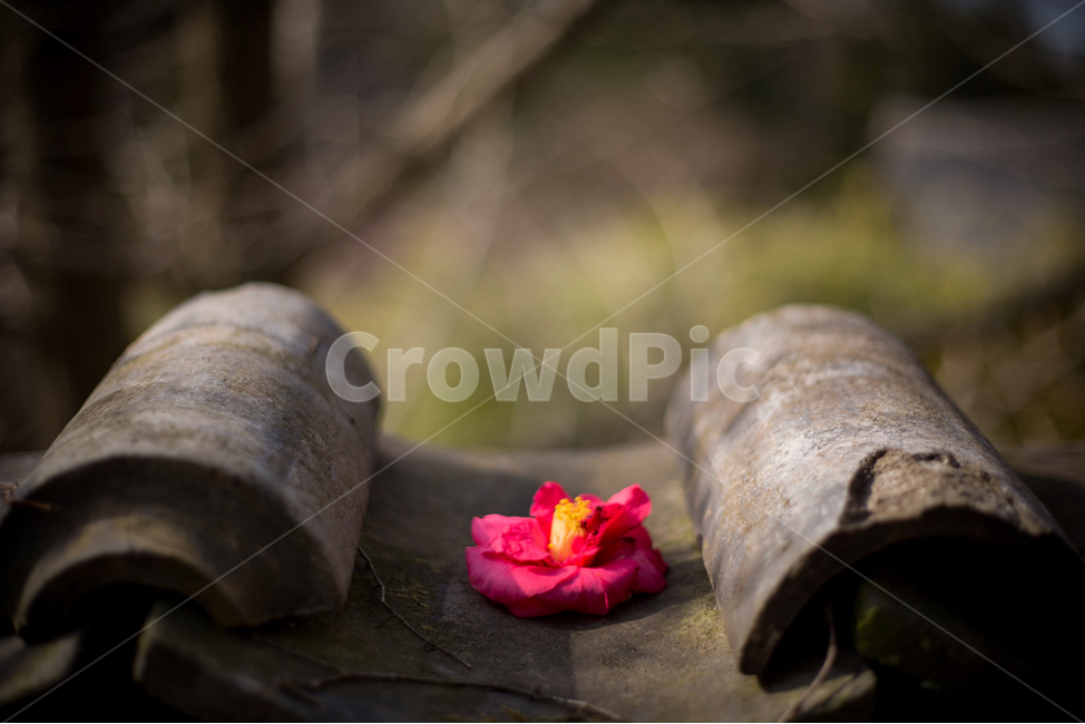 기와,동백꽃,감성,봄,꽃,한국전통,한국문화,korean traditional,korean culture,꽃,flower