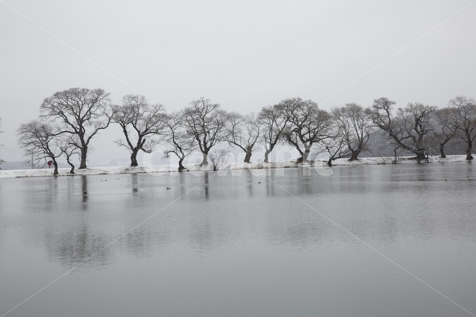 반곡지,겨울호수,느티나무,겨울나무,겨울반곡지,겨울,계절,winter,season,자연,풍경,nature,landscape