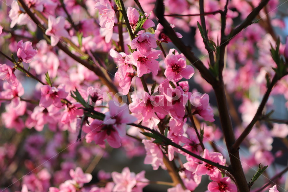 홍매화,자연,꽃,분홍꽃,봄,봄,계절,spring,season,식물,자연,plants,nature,꽃,flower,plant,blossom