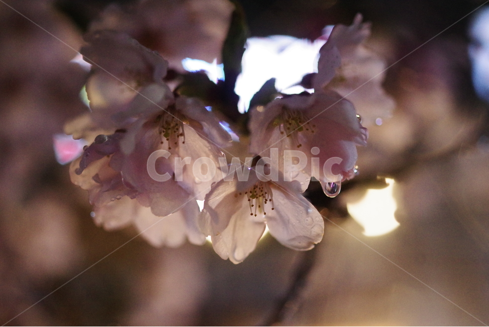 벚꽃,봄꽃,꽃,봄,배경화면,바탕화면,계절,식물,자연,생명,꽃잎,봄,계절,spring,season,식물,자연,plants,nature,꽃,flower,plant,blossom,cherry blossom