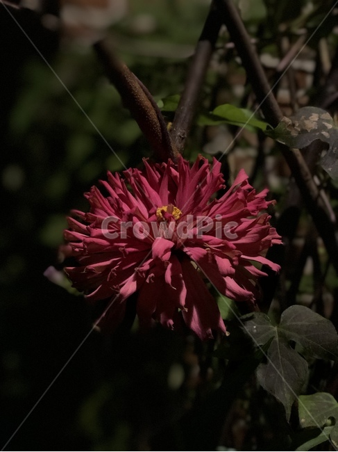 꽃,식물,빨간꽃,붉은꽃,plant,식물,자연,plants,nature,꽃,flower