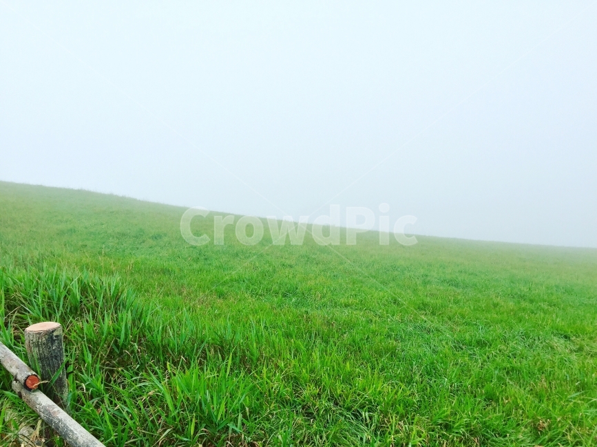 여름,대관령,안개,삼양목장,바람,자연,풍경,nature,landscape,grass,잔디,plant,식물,field,들,outdoors,옥외,grassland,목초지
