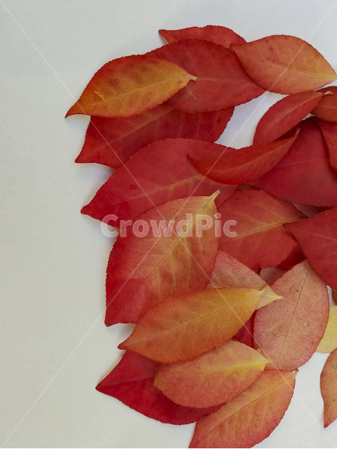 단풍잎,나뭇잎,가을,잎,낙엽,식물,autumn,leaf,leaves,maple,fall,plant,계절,season,가을,계절,fall,autumn,season,식물,자연,plants,nature