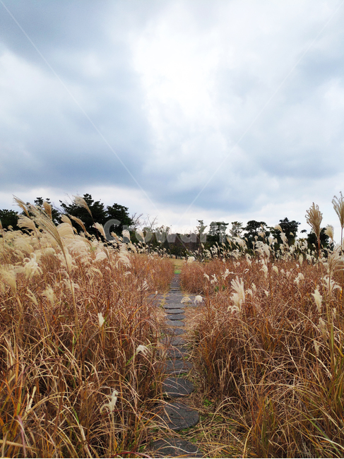 갈대,바람,자연,하늘,reed,wind,nature,sky,식물,plant,가을,계절,fall,autumn,season,식물,자연,plants,nature
