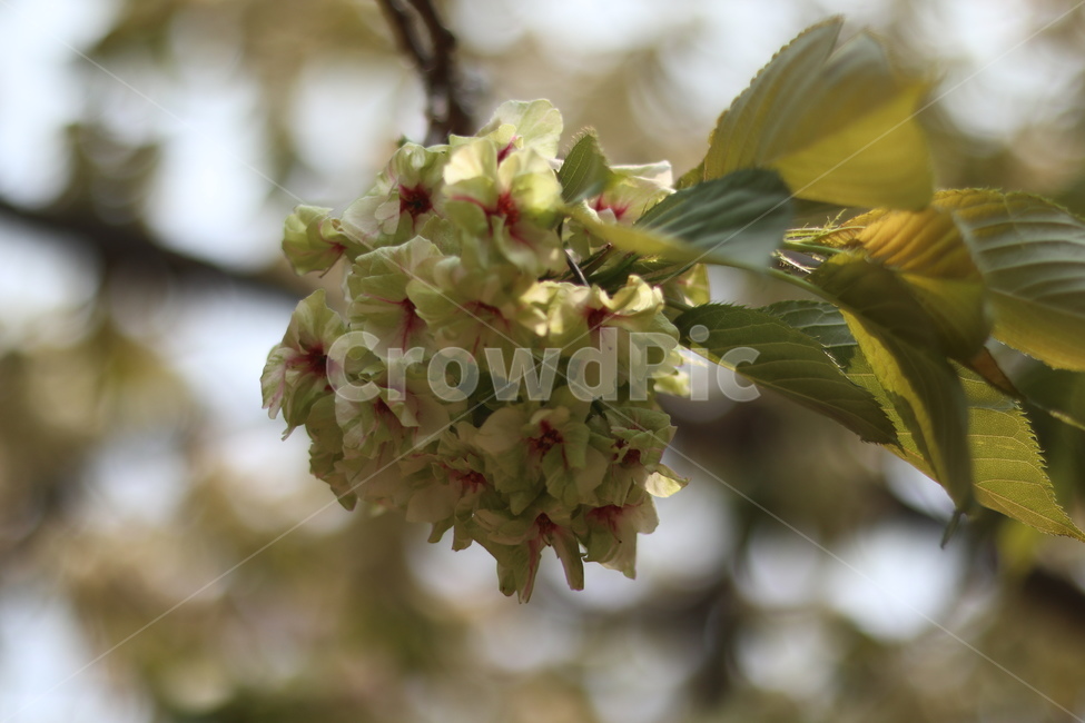 청벚꽃,꽃,봄,맑음,풍경,봄,계절,spring,season,식물,자연,plants,nature,꽃,flower,plant