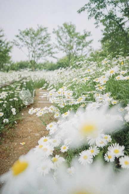 Gujeolcho,Shasta Daisy,daisy flower,flower garden,daisy,flower