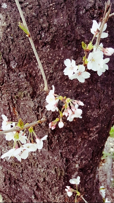 벚꽃,밀양,봄,cherryblossom,자연