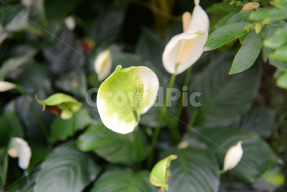 꽃,자연,접사,힐링,신선함,안식처,season,plants,nature,flower,sensible,feeling,색깔,색상,색채,색감,colorsense,colorsensitivity,feelingofcolor,감성,평온함,느낌,휴식,koreanature,landscape