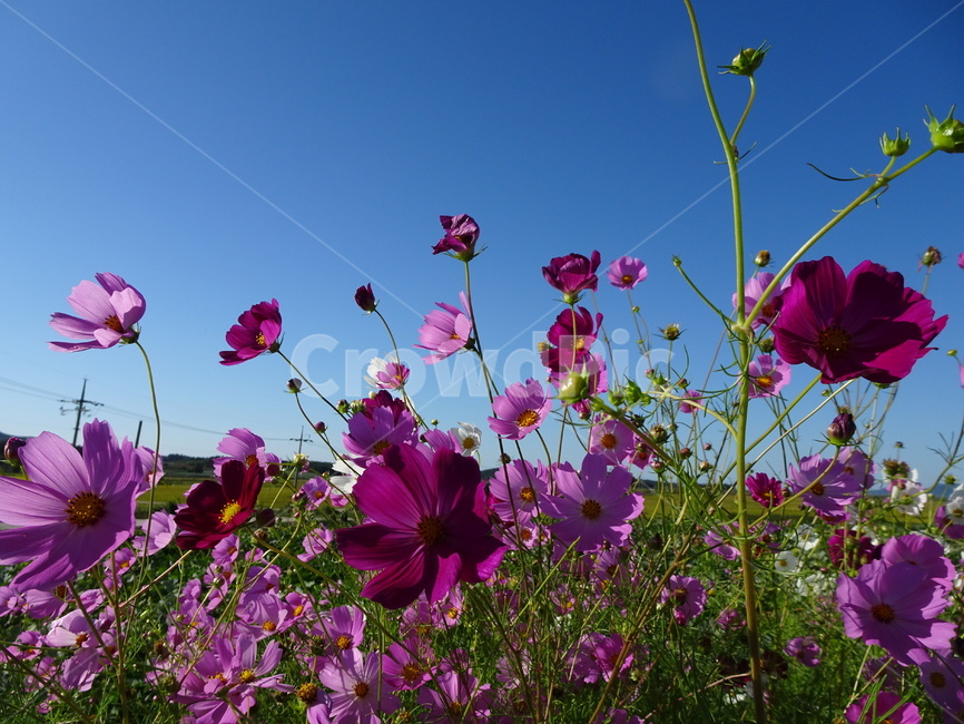 코스모스,꽃,가을,하늘,시골,자연,가을,계절,fall,autumn,season,식물,자연,plants,nature,꽃,flower,geranium,제라늄,plant,blossom