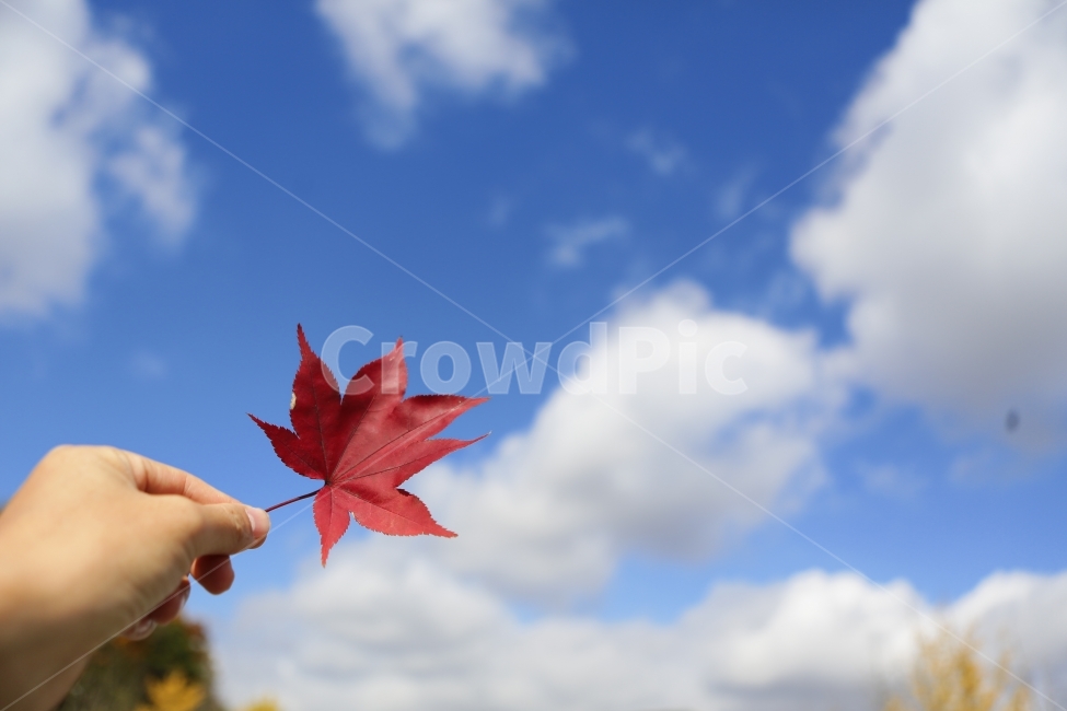 단풍,하늘,손,가을,자연,붉은,가을,계절,fall,autumn,season,식물,자연,plants,nature,사람,인물,인간,human,person,신체일부,몸,body,leaf,잎,plant,tree,나무