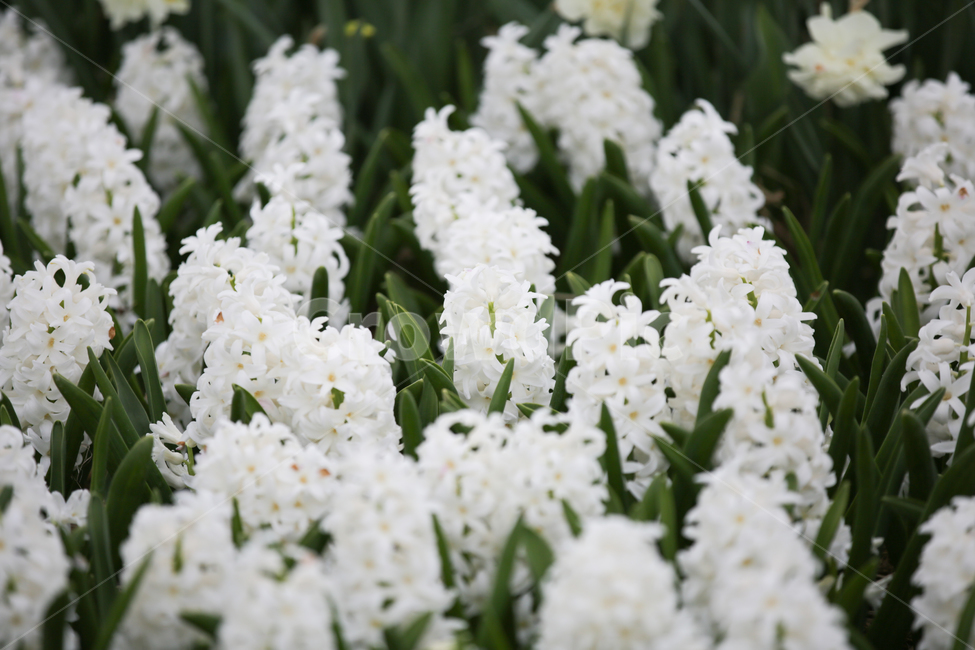 히아신스,hyacinth,흰꽃,백합목,구근초,백합과,봄,계절,spring,season,식물,자연,plants,nature,꽃,flower,plant,blossom