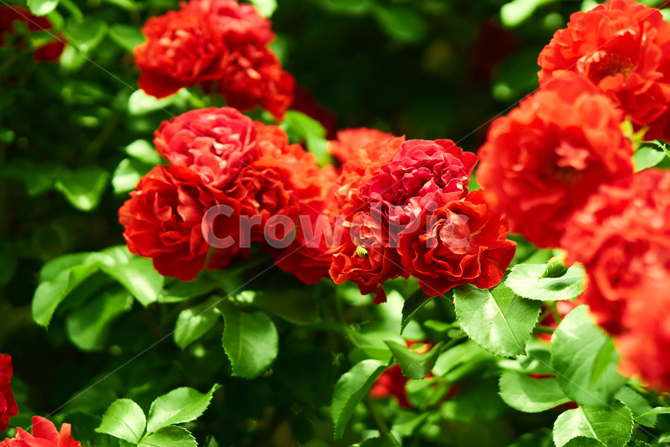 장미,꽃,접사,생화,화분,plant,nature,flower,초접사,곤충,bee,insect,redflower,rose,붉은장미,붉은꽃,redrose
