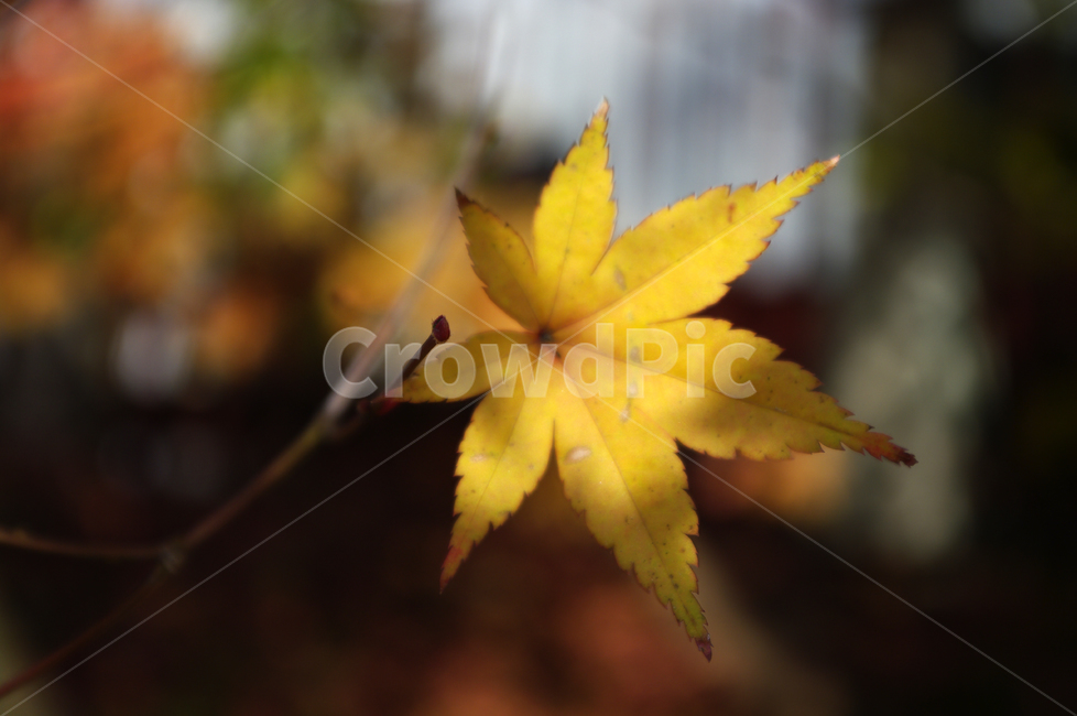 가을,단풍,잎,color,식물,plant,가을,계절,fall,autumn,season,leaf,tree,나무
