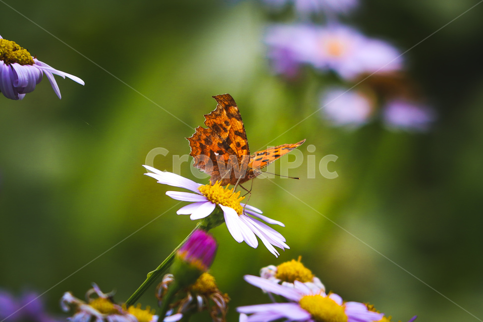 식물,나비,호랑나비,코스모스,가을,곤충,접사,곤충,벌레,insect,bug