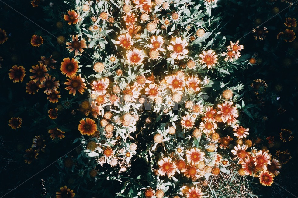 꽃,자연,정물,빛,오후,그림자,식물,자연,plants,nature,꽃,flower,감성,sensible,feeling