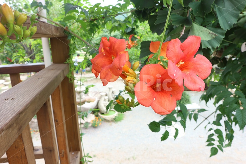 꽃,flower,능소화,여름꽃,plant