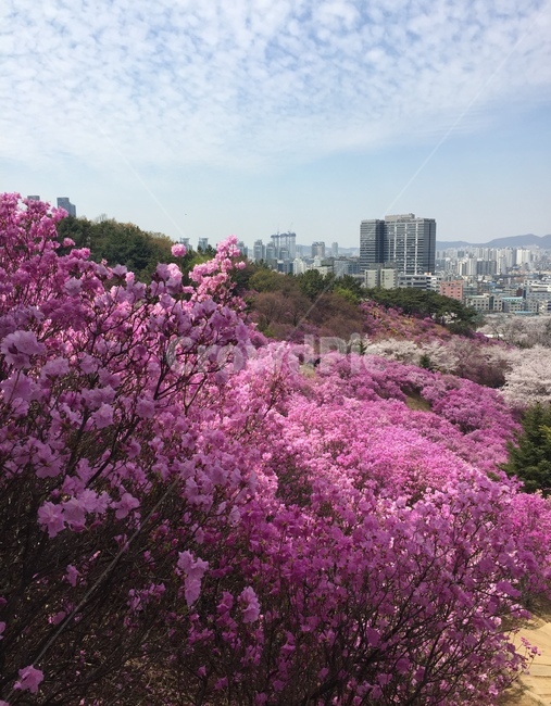 봄,진달래,꽃,꽃놀이,동산,진달래동산,풍경,벚꽃,맑음,만개,꽃축제,nature,flowers,spring,sky,자연,봄풍경,봄,계절,spring,season,식물,자연,plants,nature,꽃,flower,plant