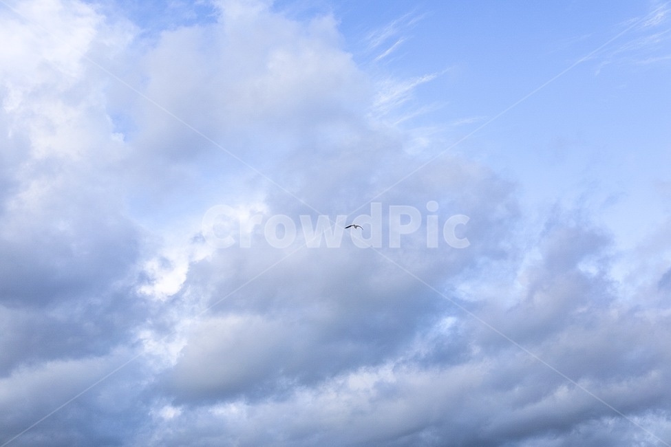 구름,하늘,새,sky,cloud,파랑,감성,풍경,자연,풍경,nature,landscape,동물,animal,조류,새,birds,outdoors,옥외,adventure,모험,leisure activities,레저 활동,bird